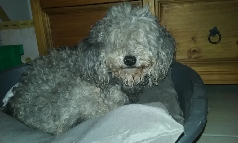 Chien trouvé