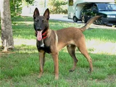Chien perdu Berger Belge Malinois