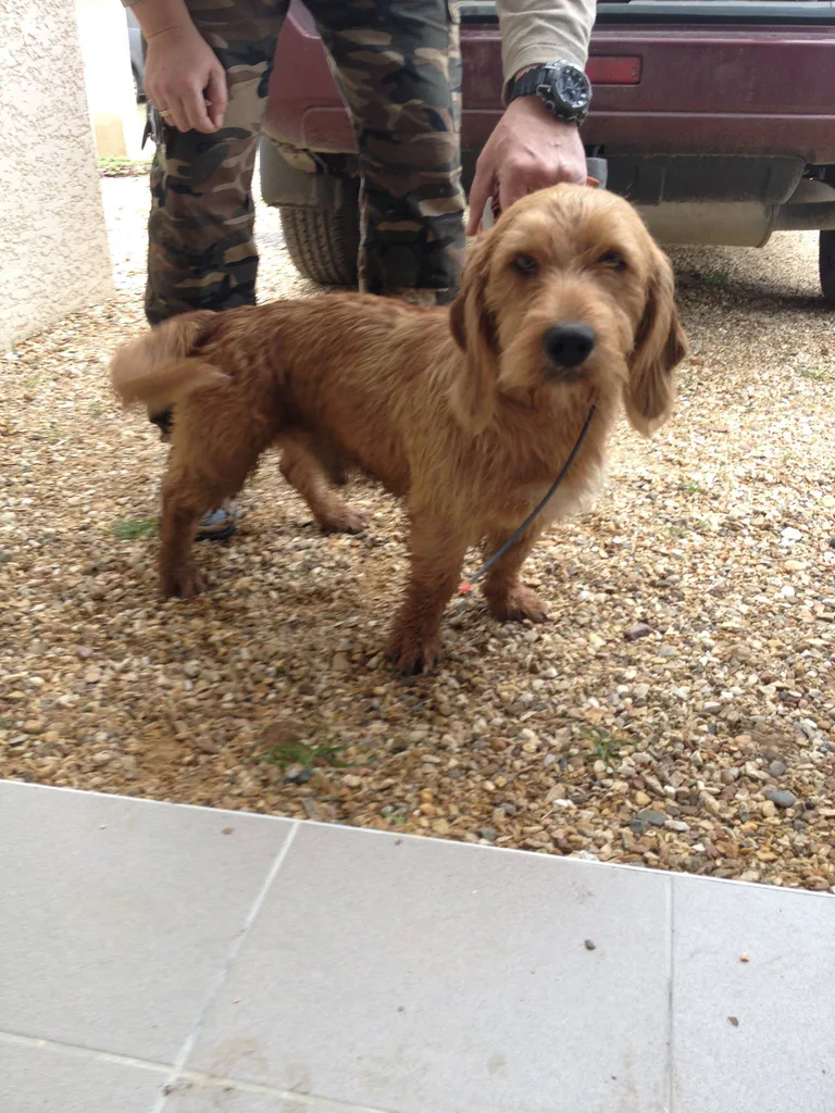 Chien trouvé