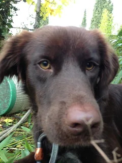 Chien perdu Labrador-Retriever