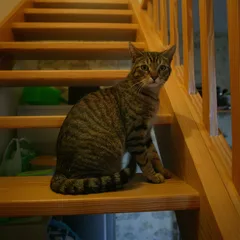 Chat perdu Européen