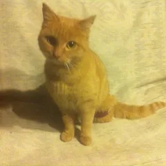 Chat trouvé Croisé