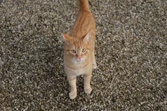 Chat trouvé Chat Tigre