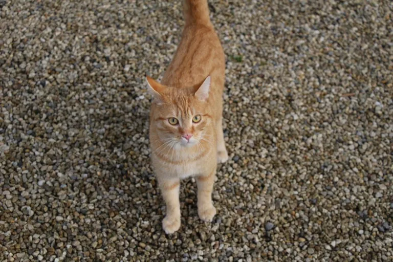 Chat trouvé