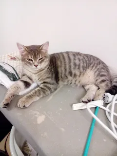 Chat perdu Européen
