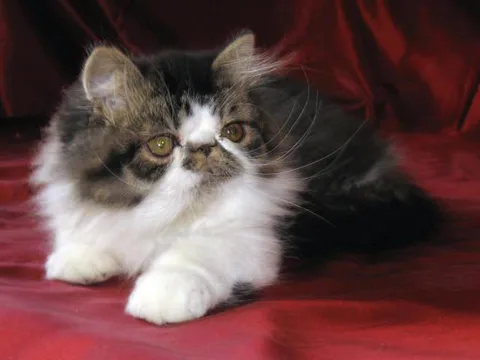 Chat trouvé