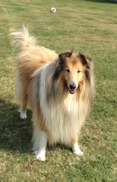 Chien perdu Colley