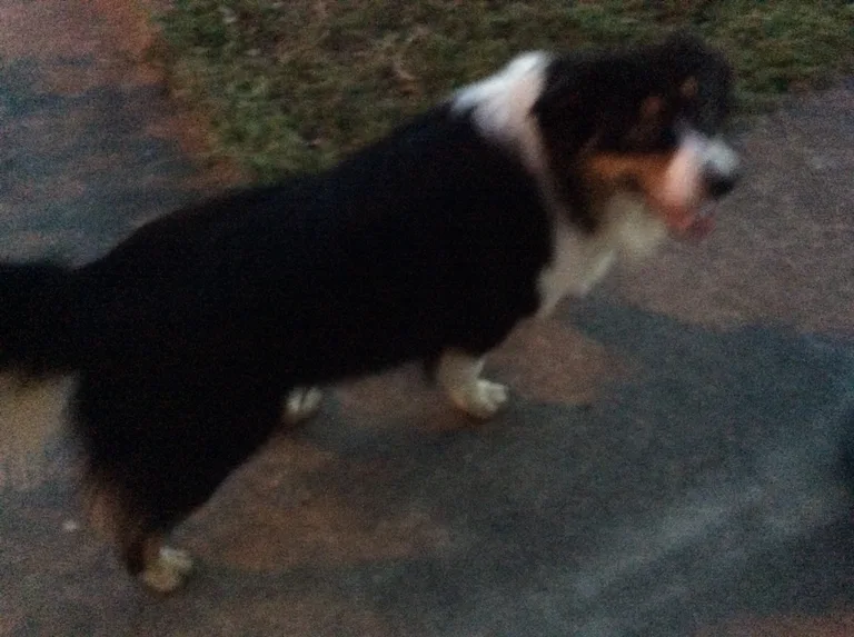 Chien trouvé