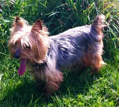 Chien perdu Yorkshire Terrier