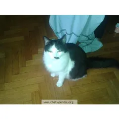 Chat perdu Européen