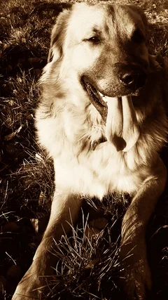 Chien perdu Golden-Retriever