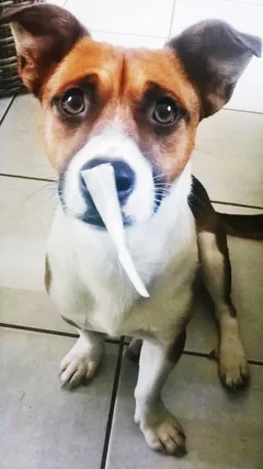 Chien perdu Jack-Russell-Terrier