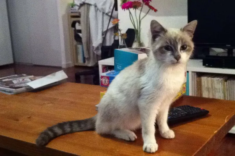 Chat trouvé