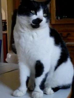 Chat trouvé Européen