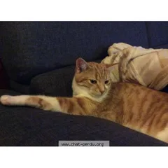 Chat perdu Européen