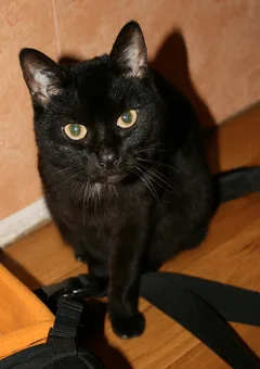 Chat perdu Sans race particulière