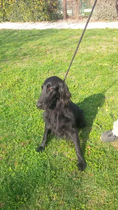 Chien perdu Retriever Flat Coated