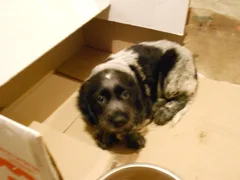 Chien perdu Epagneul Breton