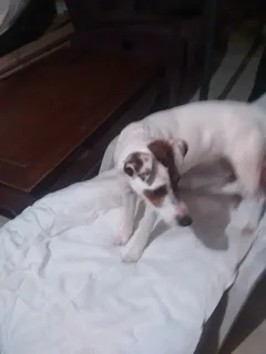 Chien trouvé Chien Courant