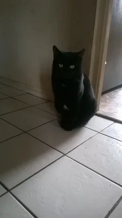 Chat trouvé Européen