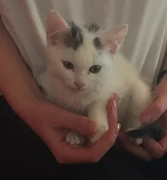Chat trouvé Sans race particulière