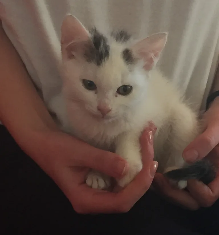 Chat trouvé