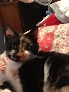 Chat trouvé Européen