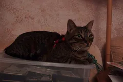 Chat perdu Européen