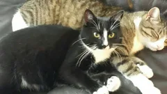 Chat perdu Sans race particulière