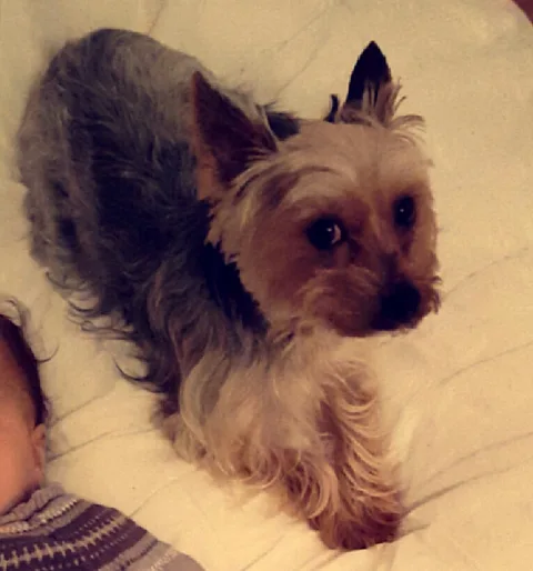 chipie