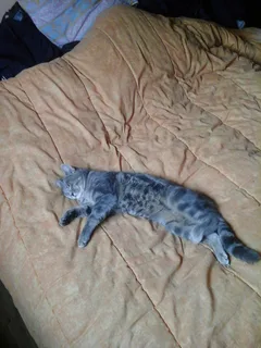 Chat perdu Croisé