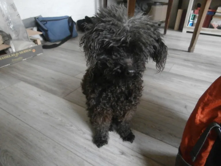 Chien trouvé