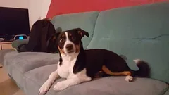 Chien perdu Bouvier d'Appenzell