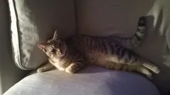 Chat perdu Sans race particulière