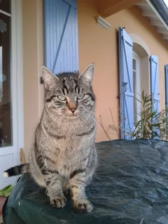 Chat trouvé Européen