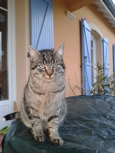 Chat trouvé