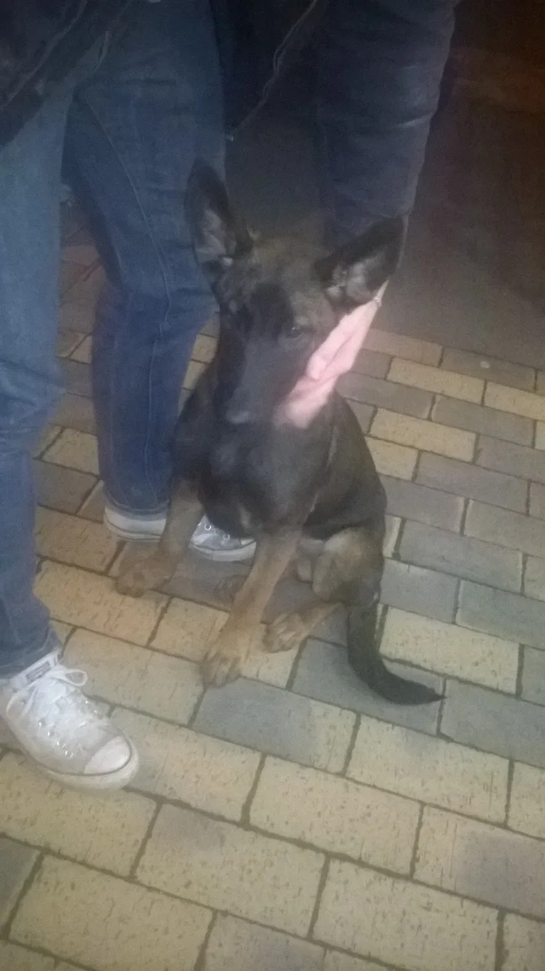 Chien trouvé