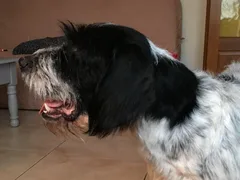 Chien trouvé Braque d'Auvergne