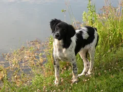 Chien perdu Epagneul Français