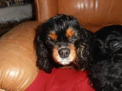 Chien perdu Cavalier King Charles
