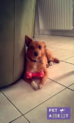 Chien perdu Parson Jack Russell