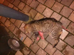 Chat trouvé Européen