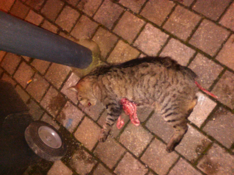 Chat trouvé