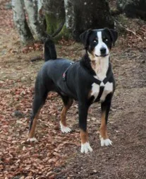 Chien perdu Bouvier d'Appenzell