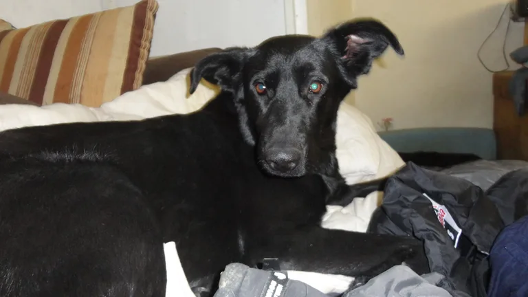 kaya