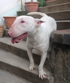 Chien perdu Bull Terrier