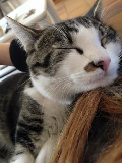 Chat perdu Européen