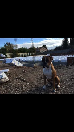 Chien perdu Boxer