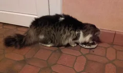 Chat trouvé Européen