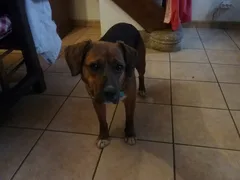 Chien trouvé Chien courant Italien
